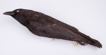 Media type: image;   Ornithology 201904